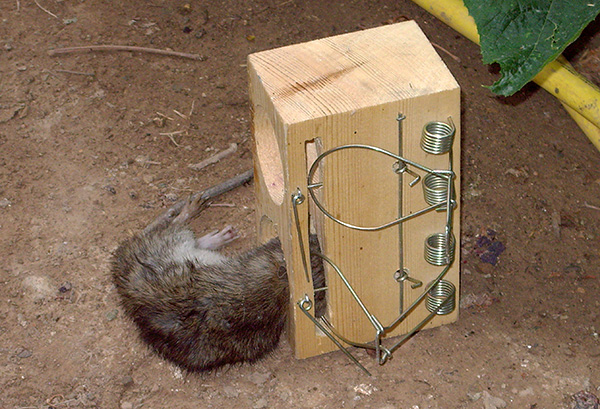 Piège à rats suffocant fait maison
