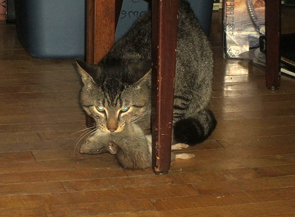 Une méthode éprouvée pour attraper les rats consiste à utiliser un chat ou un chat à cette fin.