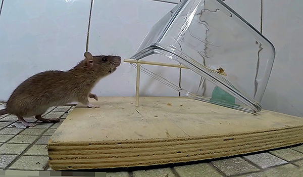 Vous pouvez attraper un rat grâce à un char assez lourd reposant sur un support instable.