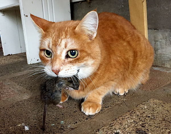 Un bon piège à chat peut attraper tous les rongeurs de la maison en quelques jours.