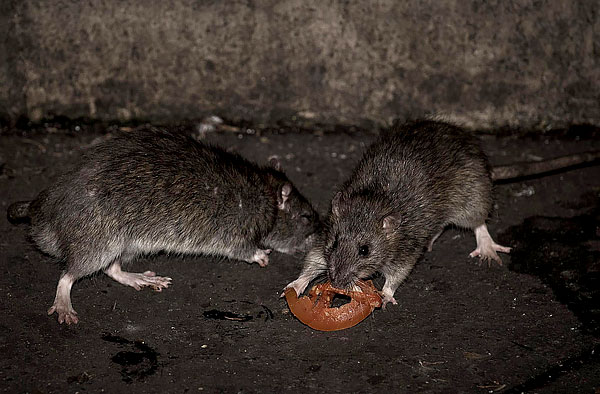 Aujourd'hui, dans presque toutes les grandes villes, il existe de nombreux services de dératisation.