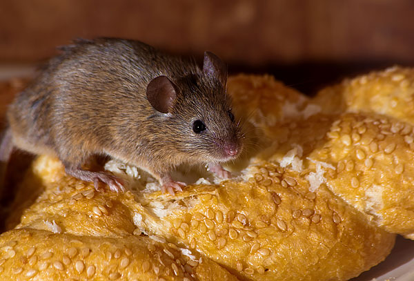 Il est presque inutile de vouloir éliminer les rongeurs à mi-force. Vous devez agir activement.