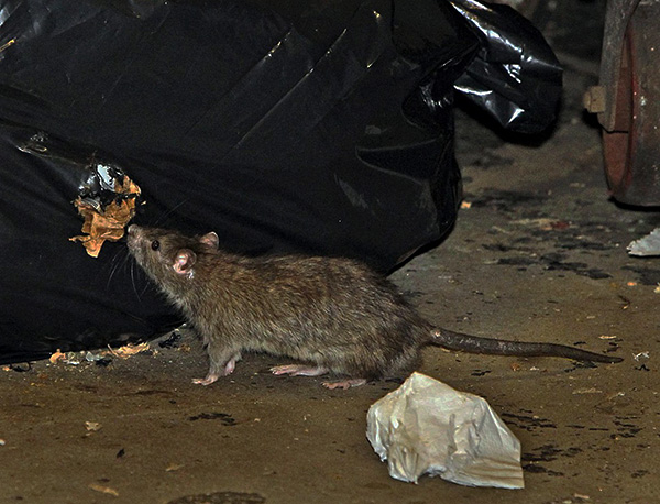 De nombreux répulsifs à ultrasons n'ont pratiquement aucun effet sur eux.