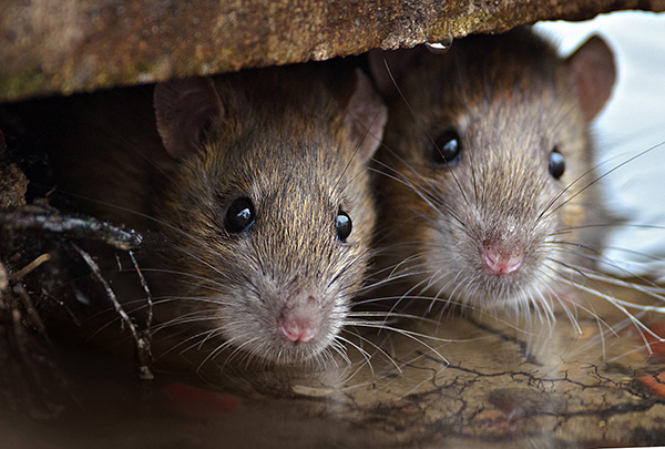 Lorsque vous allumez un bon répulsif, les rongeurs tentent réellement de quitter le territoire où il travaille.