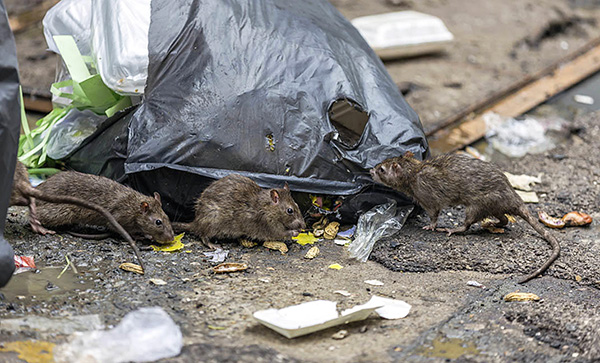 Nous découvrons avec l'aide de quelles méthodes et moyens il est possible de combattre efficacement les rats et les souris ...