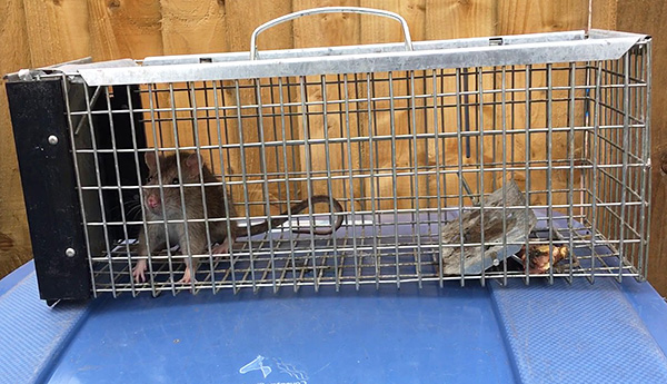 Le piège vivant sous la forme d'une cage en acier.