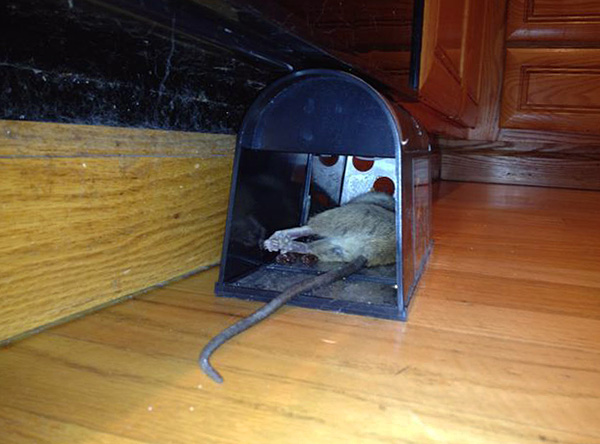 Le résultat du piège à rats électrique.