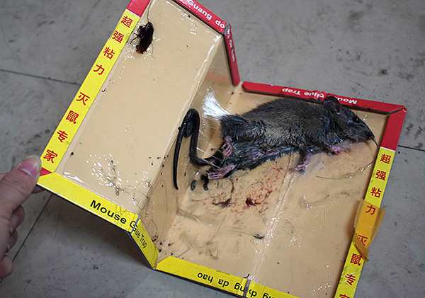 Il faut se rappeler que dans un piège à colle, un rongeur attrapé meurt lentement de soif.