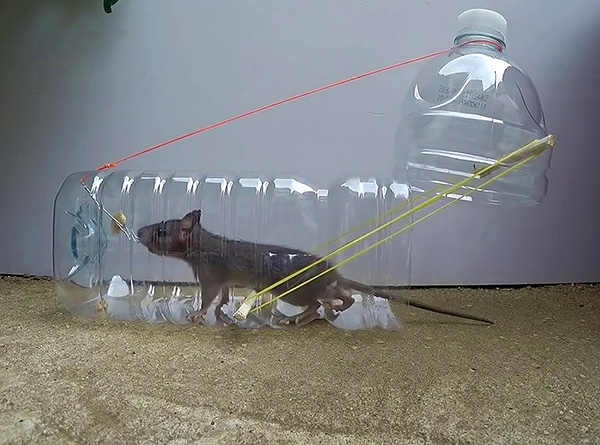 Un exemple de piège à rat maison fabriqué à partir d'une bouteille en plastique.