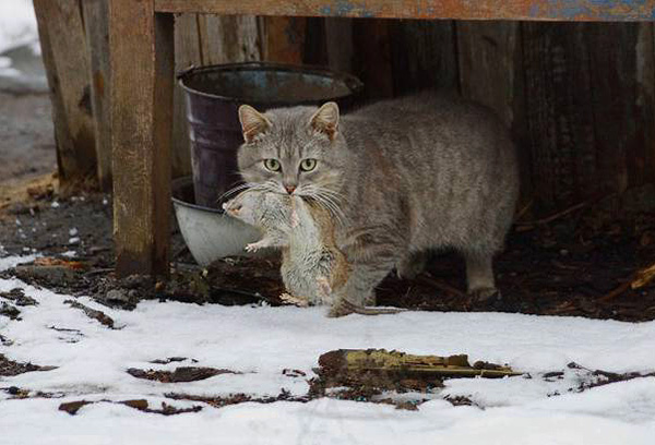 Avec un petit nombre de rats dans la région, l'une des meilleures options pour les traiter sera d'utiliser un piège à rats.