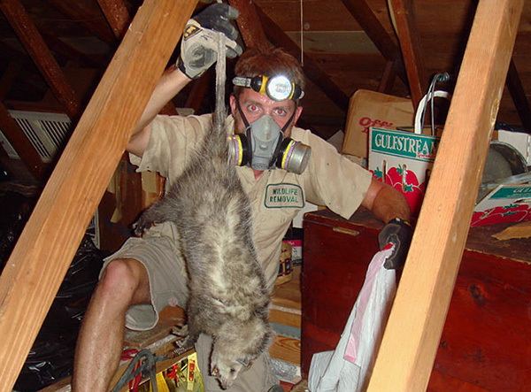 Les experts du service de dératisation détermineront eux-mêmes la meilleure option pour l'extermination des rongeurs sur le territoire.