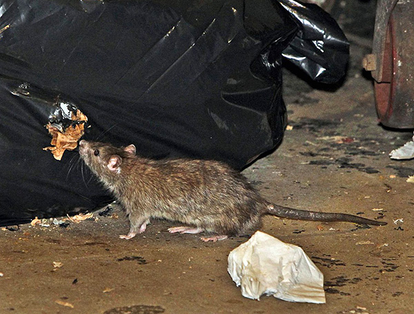 Souvent, pour éliminer rapidement les rongeurs, il est utile de combiner différentes méthodes et outils.