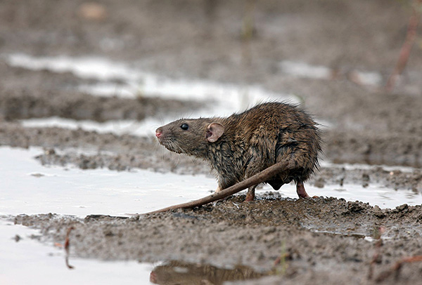 Beaucoup de citadins sous-estiment le mal que les rongeurs font ou peuvent causer aux humains ...