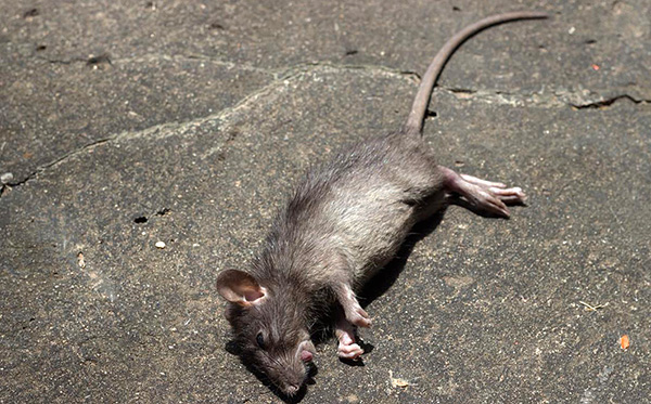 L'utilisation de rodenticides permet la destruction massive de rats en peu de temps.