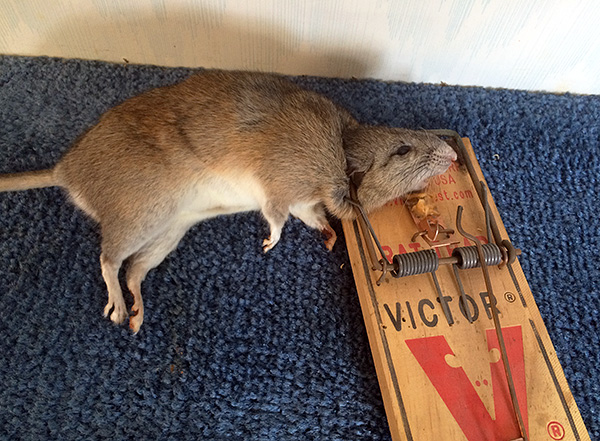 Le résultat du piège à rat