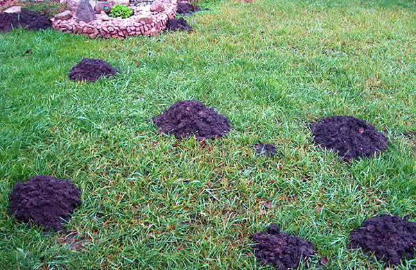 En utilisant une sonde spéciale, vous pouvez facilement déterminer la direction des passages souterrains.